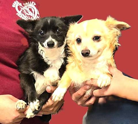 Meet Bobo &amp; Boo-Boo