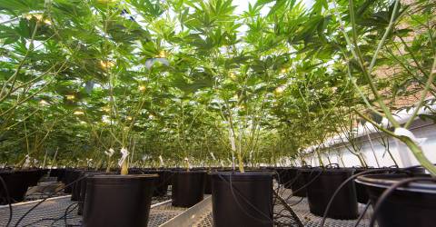 As cannabis shops multiply, some towns say enough is enough