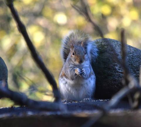 An innocent-looking gray squirrel, just waiting for the right opportunity to strike.