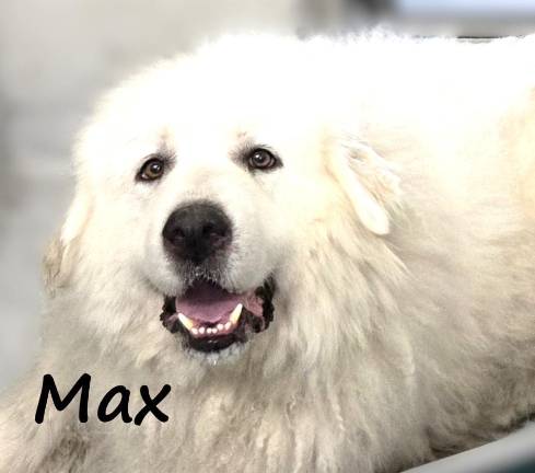 Meet Max