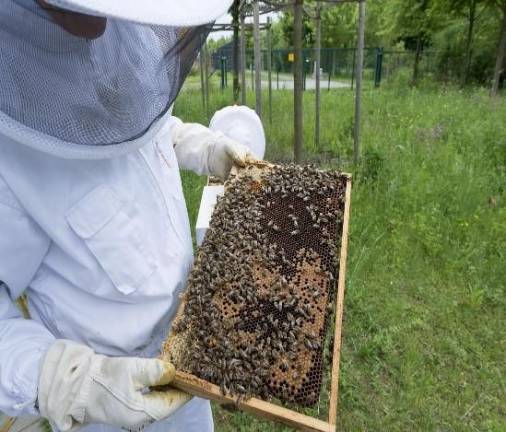 The buzz about beekeeping
