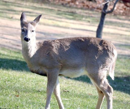 A healthy deer. File photo by Roger Gavan.
