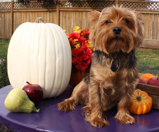Photo illustration via Morguefile.com Ruskiewicz Farms in Pine Island will be donating pumpkins for the Pets Alive &#x201c;Pumpkins for Pets&#x201d; event on Saturday, Oct. 13, from 11 a.m. to 1 p.m. The event is sponsored by Rob and Pat Sassi of William Raveis Real Estate in Warwick.