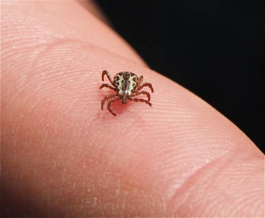 American dog tick (Dermacentor variabilis). (Photo by Jerry Kirkhart via commons.wikimedia.org)