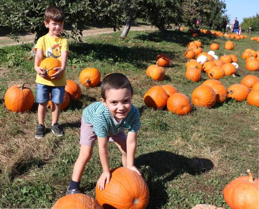 Photos by Roger GavanThree-year-old twins Ryan Bera (rear) and his brother Dion have a field day pumpkin picking.