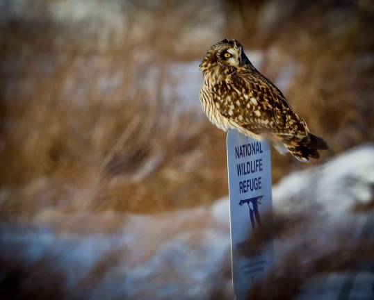 Short-eared owl.