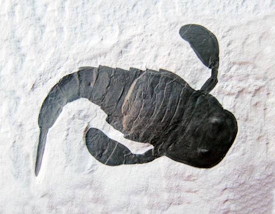 Local fossils sought