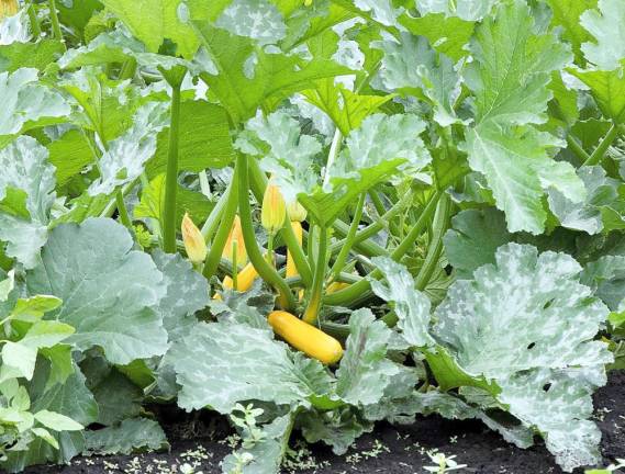 Yellow summer squash.