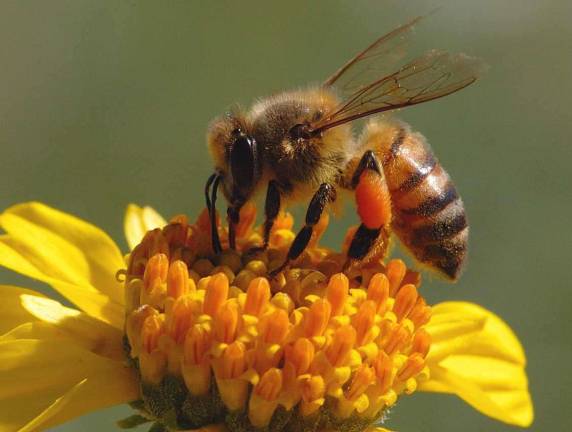 Approximately one-third of all food Americans eat is directly or indirectly derived from honey bee pollination, according to the American Beekeeping Federation.