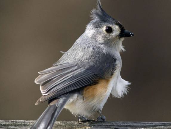 Beak to beak