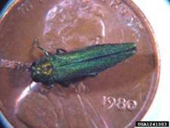 Emerald ash borer