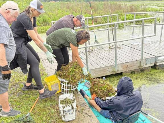 Residents pull water chestnuts from the northeast arm of Greenwood Lake on June 7. (Photo by Peter Lyons Hall)