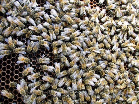 Go into the hive this Saturday at Orange County Arboretum