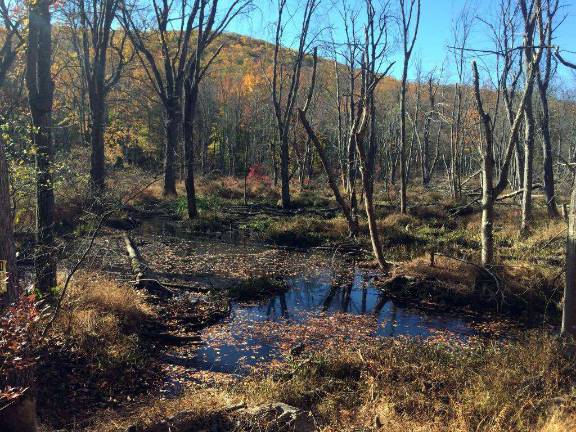 Photo provided by OCLT Forested wetland habitat at the base of Cairn Mountain, visible from Warwick Brook Road in Tuxedo.