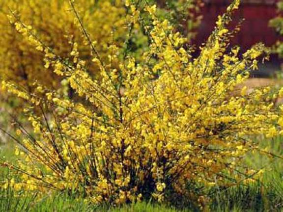 Scotch broom