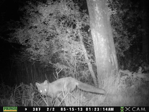 A Red Fox makes its way around at 1:23 in the morning on May 15.