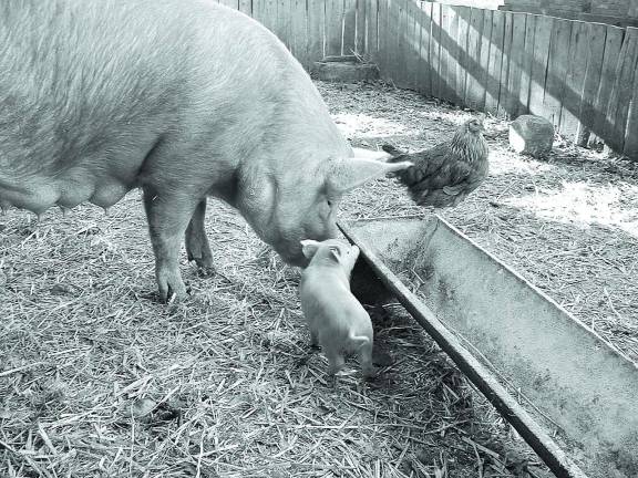 Halloween candy serves as a supplement for farm animals' diet