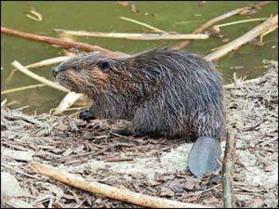 Beaver and muskrat program