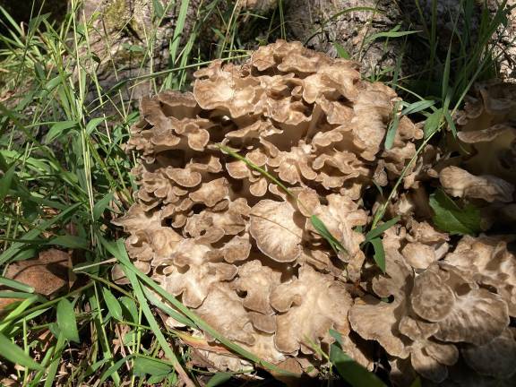 Hen of the woods