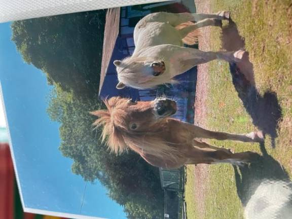 Two miniature horses were among the animals seized. “I paid $3,000 for the mother. It’s not like I bought cheap horses; they had papers and everything,” said Vives. The original photo appears in an album made by a former employee of Noah’s Park.