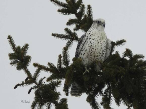 Gyrfalcon sitting on a tree.