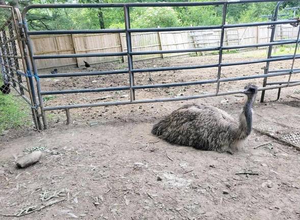 Vance the emu.