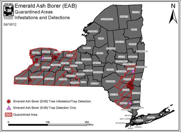 Ash pest found closer to Orange County
