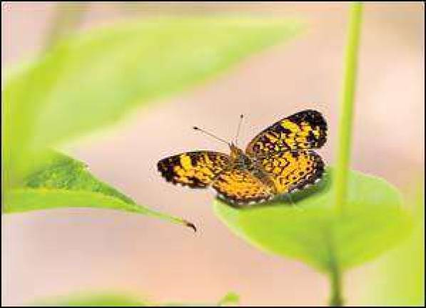 Discover the world of butterflies