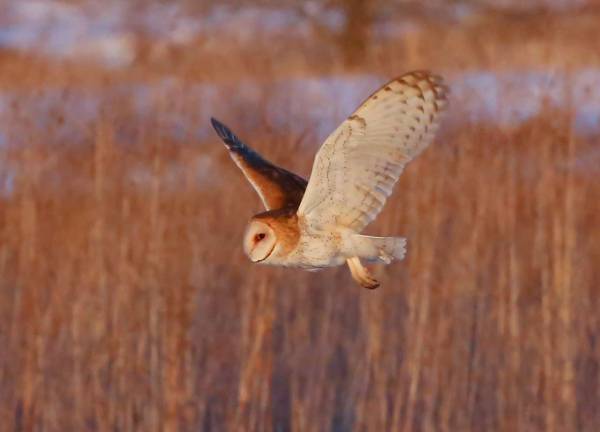 Barn Owl.