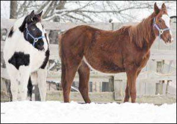 Two horses show off their winter coats recently along Route 17A between Goshen and Florida. Photo by Robert G. Breese