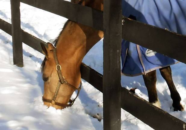 Do horses get brain freezes?