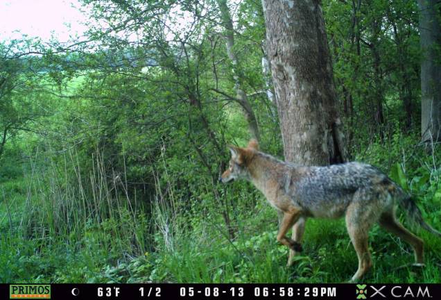 A healthy looking coyote looks out over a black dirt field from the edge of a wooded area in Warwick on May 8 at 6:58 p.m.