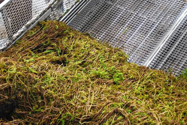 Weeds are puched along the second conveyor to the holding area.