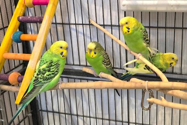 Meet The Girls