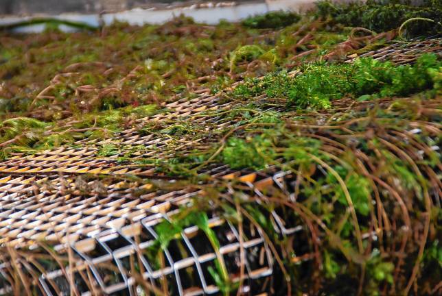 The weeds come up the conveyor to the bin.