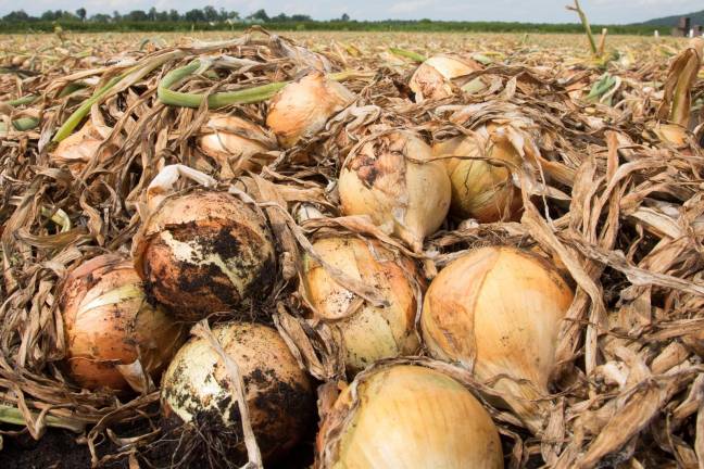 The annual Onion Festival returns to the Pavilion in Pine Island on Sunday, Sept. 1.