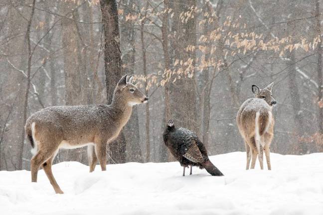 A wild turkey and white tail deer share the land along Mountain View Drive in Warwick during a winter snow. Photo by Robert G. Breese.