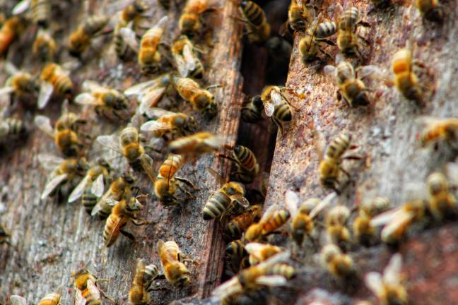 Photo illustration The Friends of the O.C. Arboretum are sponsoring a beekeeping program on Saturday, July 13, from 10 a.m. to noon at the apiary in the Arboretum.