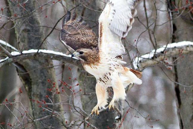 Majestic bird of prey