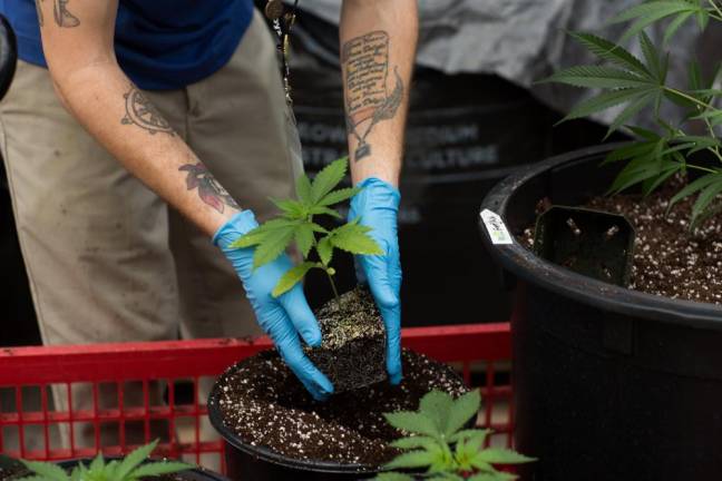 An employee potting up a marijuana plant at Pharmacannis, a medical marijauna colossus in Montgomery, NY. Orange County is pumping out marijuana to satisfy the region’s tidal wave of demand.
