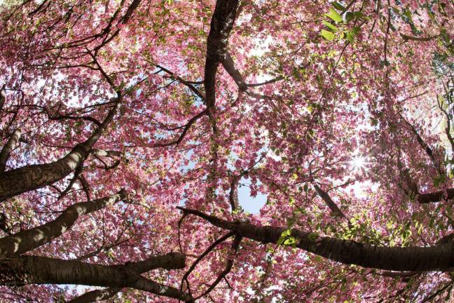 Pink canopy