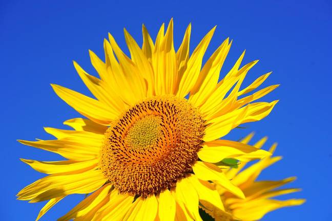 Sunflower growing contest for youth begins