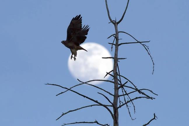 The silhouette of a Red-tailed hawk taking flight against Saturday’s late afternoon moon near Newport Bridge Road in Warwick. This moon reaches its full size by Monday March 9, and is named the Super Worm Moon.