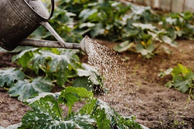 Warwick. Sustainable living workshops focus on vegetables