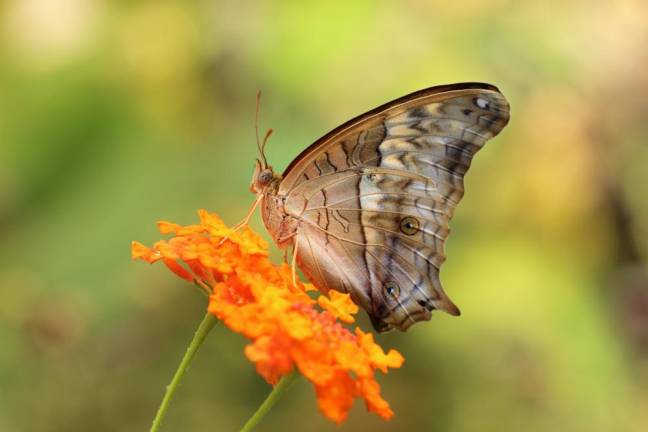 The Butterfly Garden in Pine Island Park won the first-place award from the Federated Garden Clubs of New York State Inc. for Native Plant and Wildflowers. Photo illustration by Agung Bagus Maradi via pexels.