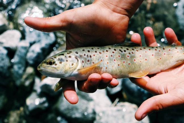 A brook trout, common in New York waters. Photo illustration by Maël Balland on Unsplash.