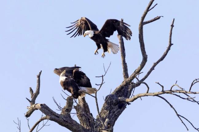 A pair of eagles courting and mating near Wawayanda Creek in Warwick NY on March 11, 2022 ROBERT G BREESE