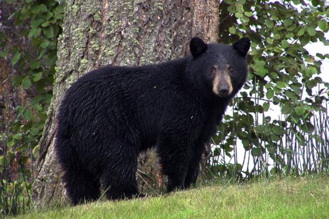 DEC issues guidance to reduce conflicts with bears
