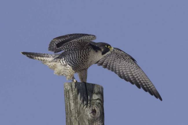 Peregrine Falcon.