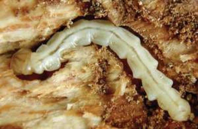 Photo by David Cappaert Ash borer larvae can reach 2 3/4 inches long.